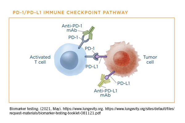 PD-LI Immune Checkpoint Pathway